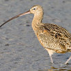 Long-billed Curlew